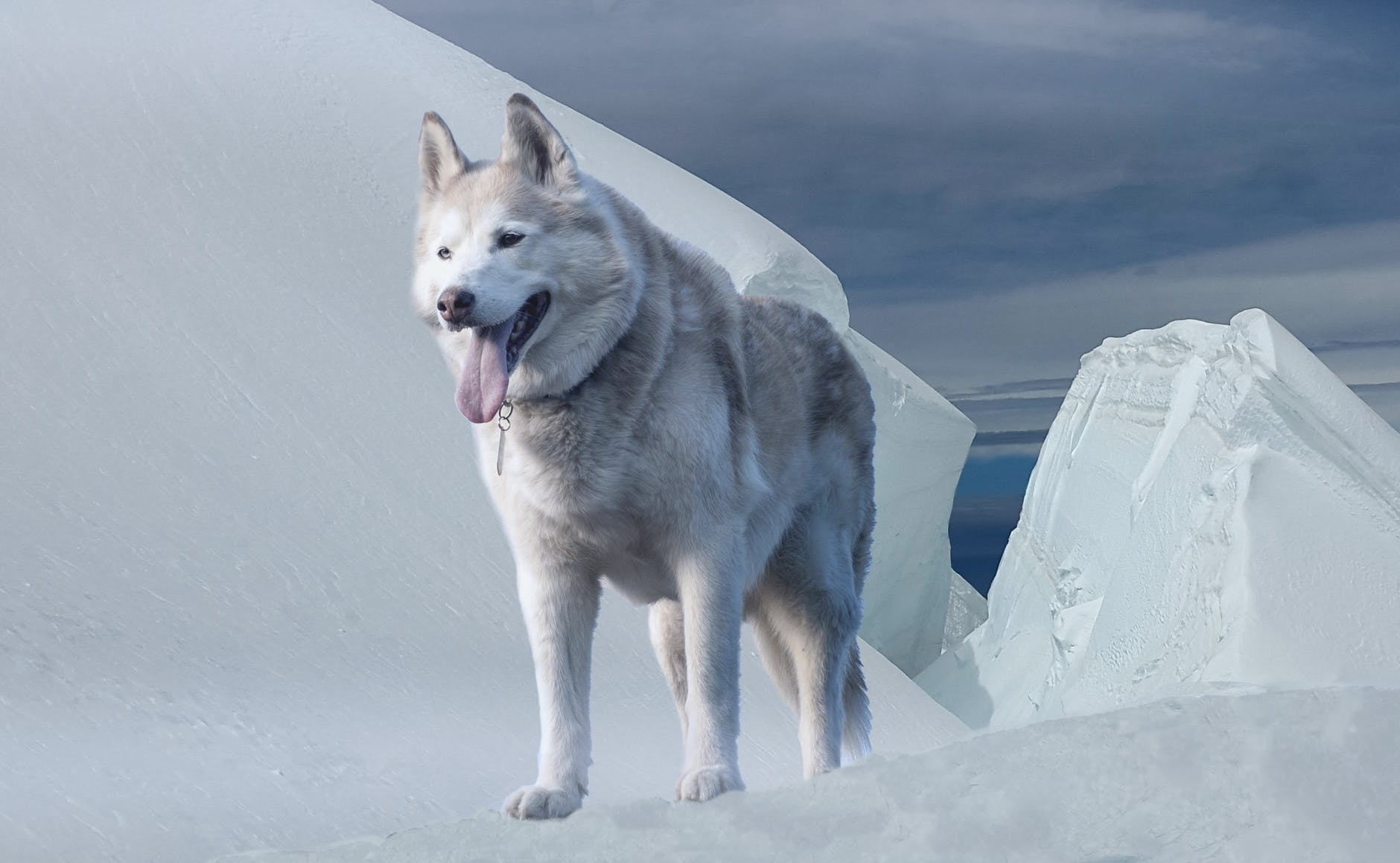 alaskan malamute on snow covered ground
